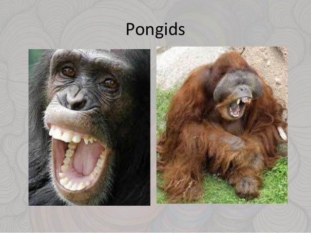 are monkeys primates primates characteristics